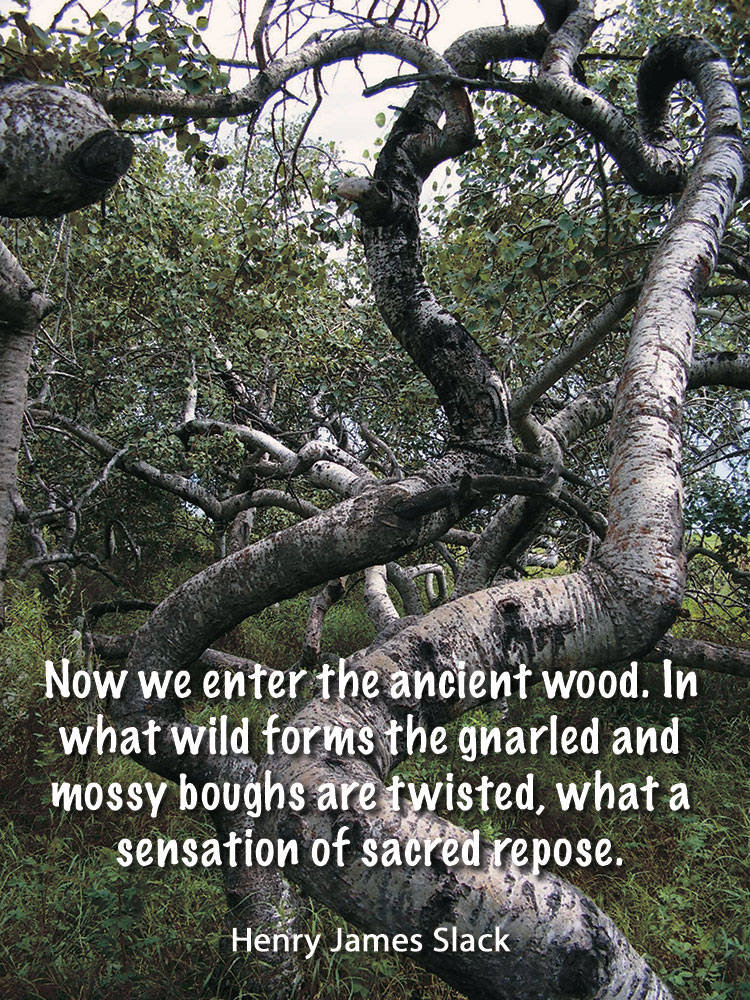Now we enter the ancient wood. In what wild forms the gnarled and mossy boughs are twisted, what a sensation of sacred repose. ~Henry James Slack