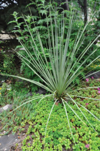 The structured contrast between the Dracaena plant and the ground cover is a clever design trick.