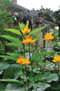 Globe flower (Trollius) love partial shade.