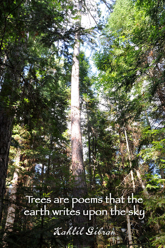 Trees are poems that the earth writes upon the sky. ~ Kahlil Gibran