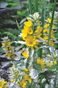 Lysimachia punctata ‘Alexander’.