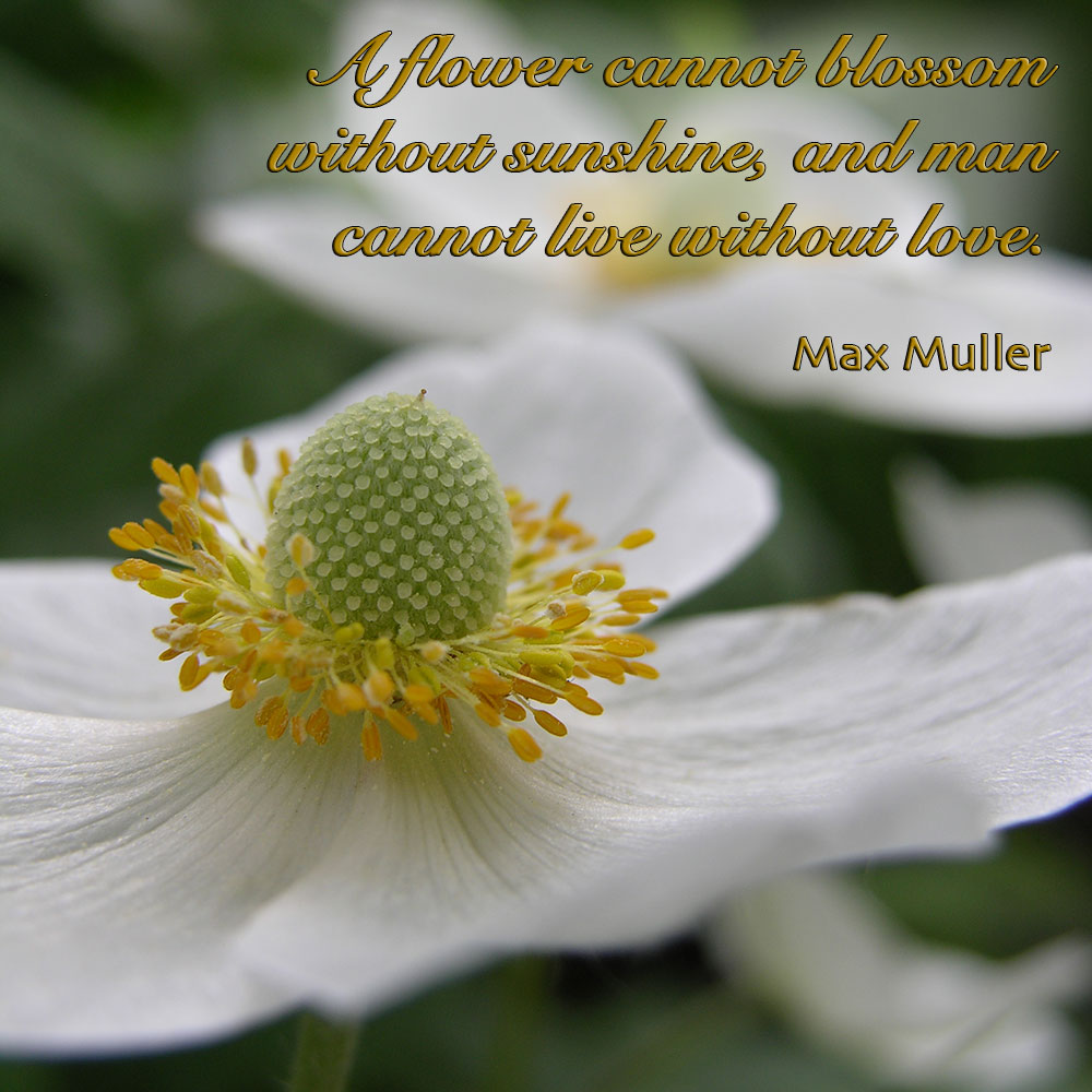 A flower cannot blossom without sunshine, and man cannot live without love. ~ Max Muller