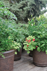 Nasturtiums and lilies fill the containers on the deck.