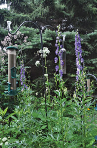 Feathery Thalictrum, purple Acontium and white valerian help attract birds to the feeders.