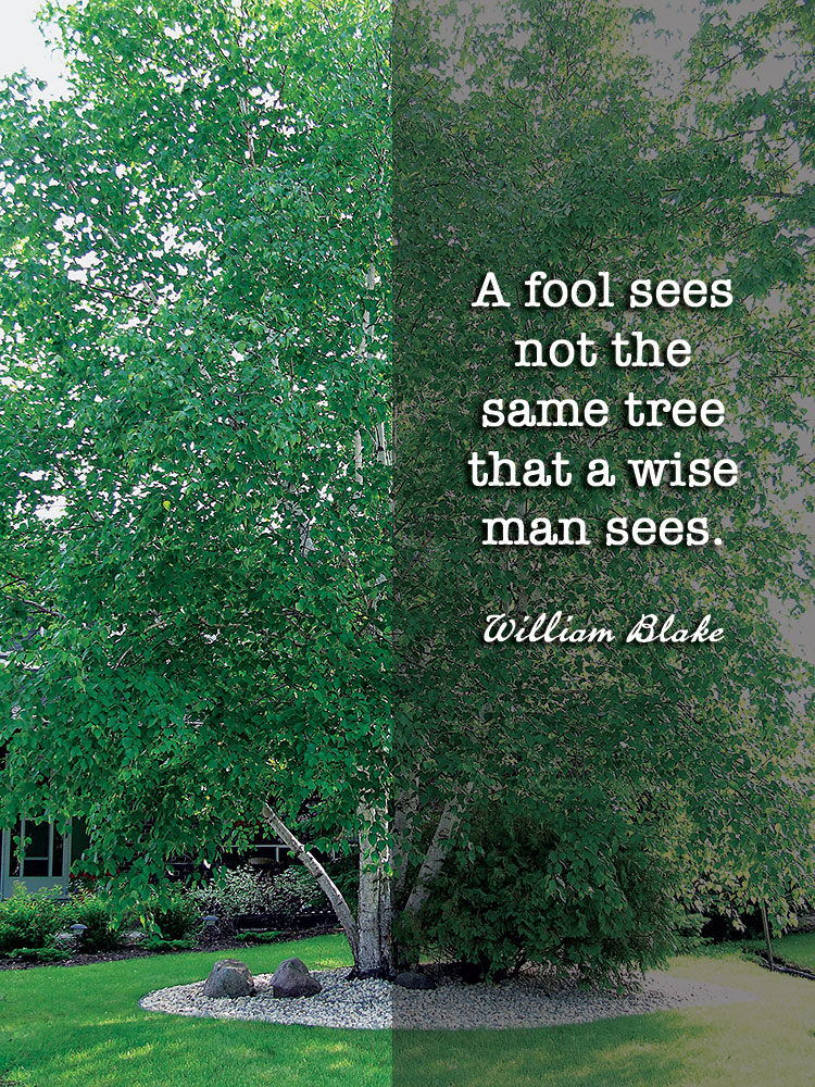 The birch trees loom ahead like a brotherhood of ghosts. ~Lisa Ann Sandell