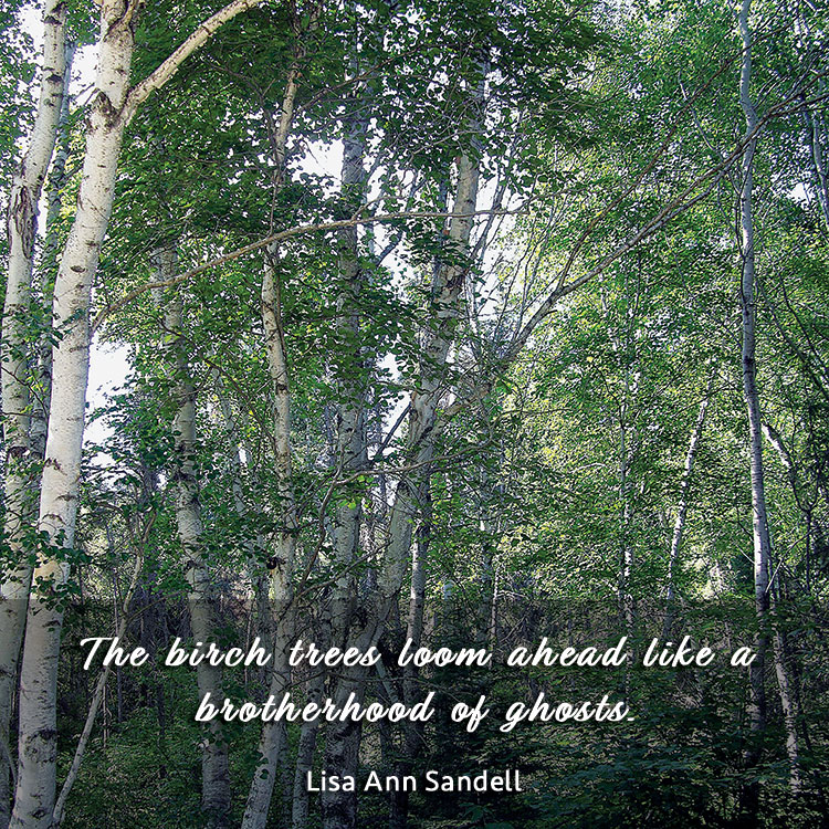 The birch trees loom ahead like a brotherhood of ghosts. ~Lisa Ann Sandell