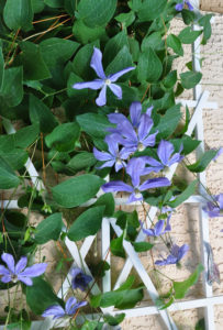 Clematis