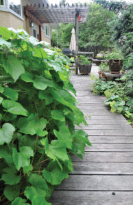 The wooden walkways are a unique feature of the garden.