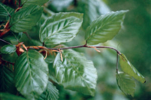 A European beech (Fagus sylvatica) shoot four weeks later.