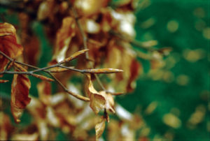 A European beech (Fagus sylvatica) bud after winter during spring