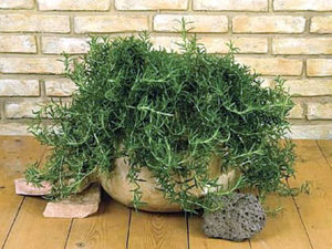 Rosemary works well as a container plant. This way you can overwinter the plant inside in a sunny location