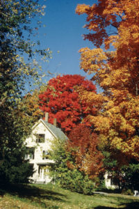 trees in fall lose their green color