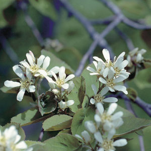 Saskatoon berry (Amelanchier alnifolia) plant hardiness zone 1