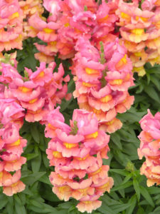 Antirrhinum-Double-Snapdragons