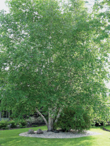 Birches need lots of space and well drained soil to thrive.
