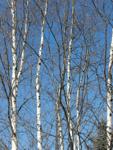 The starkly beautiful white trunks of a clump of birches contrast with the deep blue sky of a late winter day.