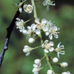 Black cherry (Prunus serotina) plant hardiness zone 3