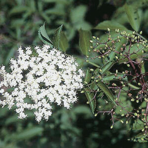 Blueberry elder (Sambucus cerulea) plant hardiness zone 3
