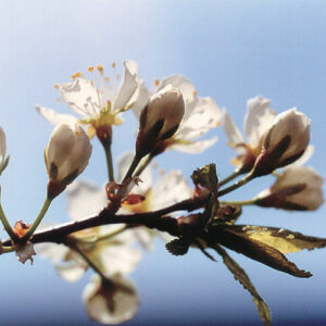 Canada plum (Prunus nigra) plant hardiness zone 3