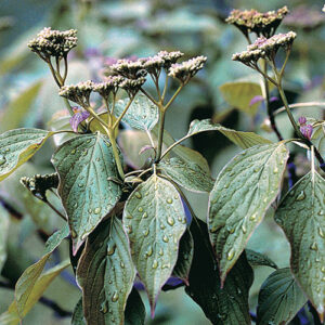 Pagoda dogwood (Cornus alternifolia) plant hardiness zone 3