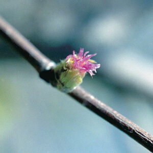 Beaked hazel (Corylus cornuta) plant hardiness zone 3