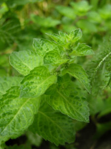 Mint plant herb