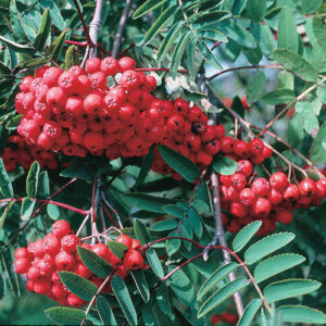Sitka mountain ash (Sorbus sitchensis) plant hardiness zone 1