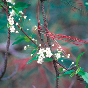 Pin cherry (Prunus pensylvanica) plant hardiness zone 2