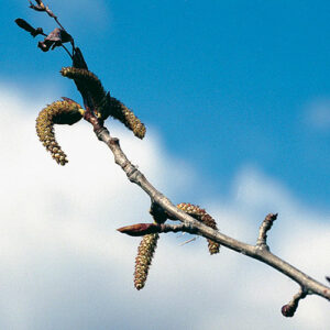 Balsam poplar (Populus balsamifera) plant hardiness zone 0