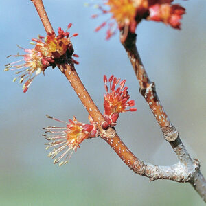 Red maple (Acer rubrum) plant hardiness zone 3