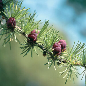 Tamarack (Larix laricina) plant hardiness zone 0