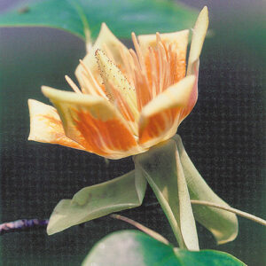 Tulip tree (Liriondendron tulipifera) plant hardiness zone 5