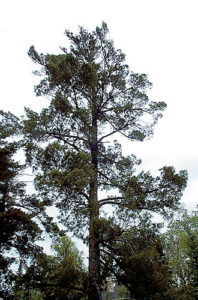 A White pine towering over the forest canopy.