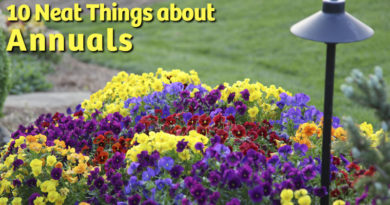 10 neat things about annuals