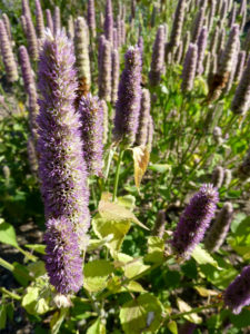 Anise - Hyssop Agastache