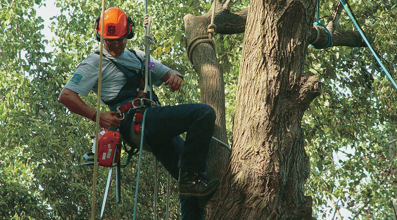 arborist