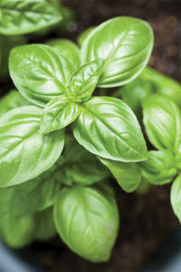 basil plant