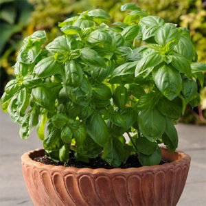 potted basil