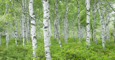 how to care for birch trees in the urban landscape
