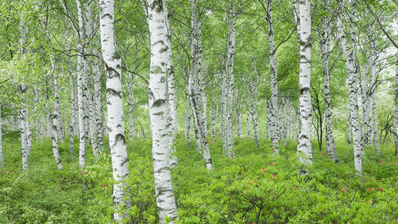 Birch Trees in the Urban Landscape - Canada's Local Gardener magazine