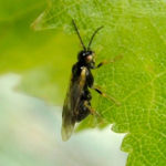 Birch Leafminer