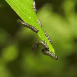 Birch leafminer larvae