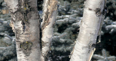 common birch tree pests