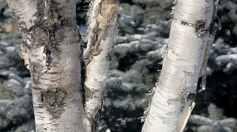 common birch tree pests