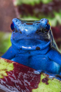 Blue poison dart frog