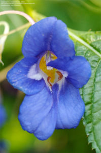 blue-impatiens-namchabarwensis