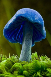 Blue mushroom Lactarius indigo