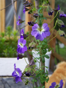 blue-nasturtium-Tropaeolum-azureum
