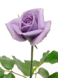 Suntory blue rose