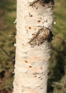bronze birch borer damage on tree